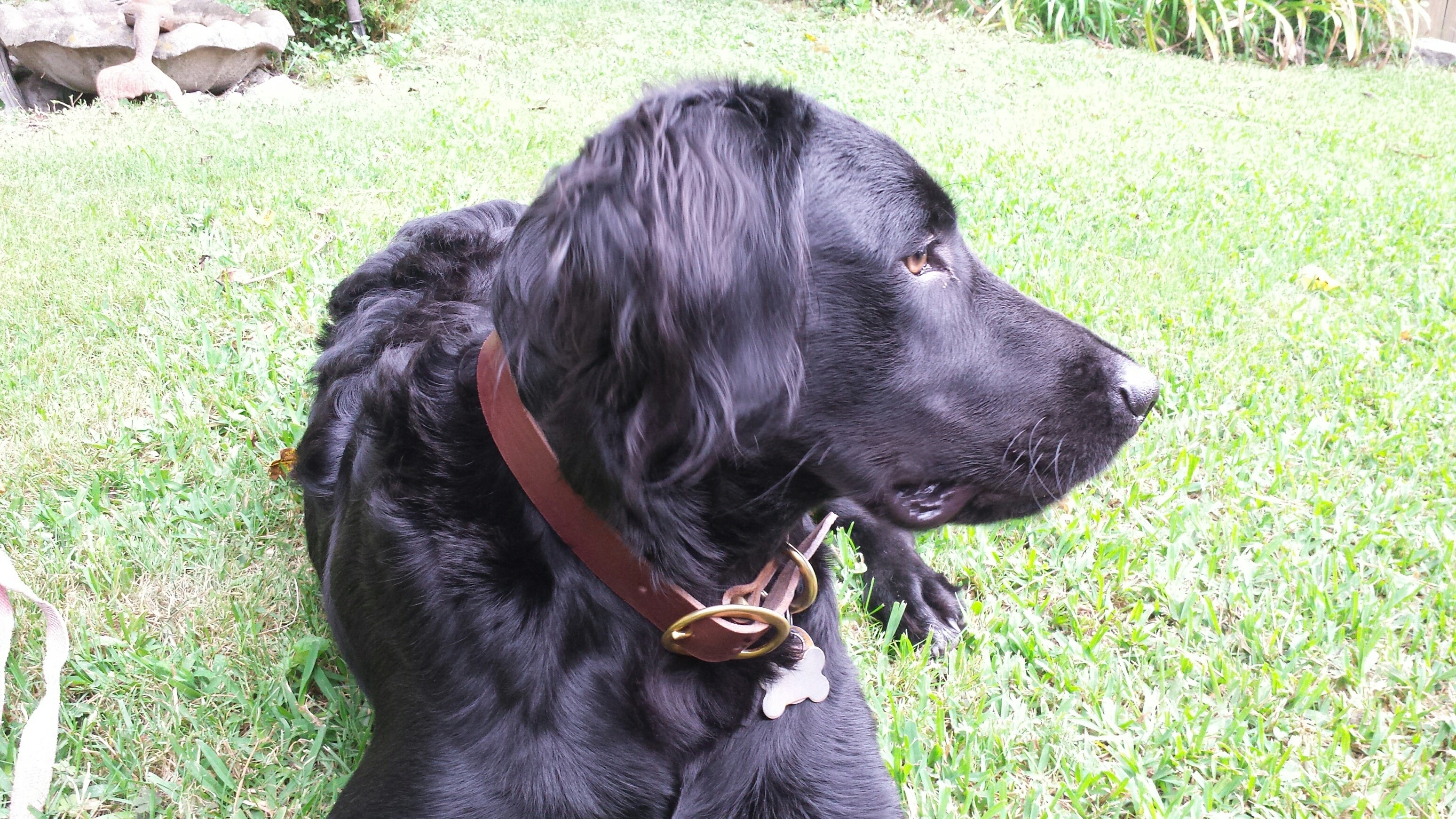 Leather Dog Collars - Pets