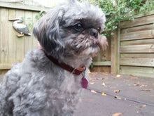 Rustic and Ostrich Print Small Dog Collars